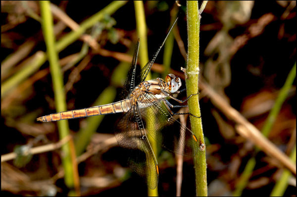 femmina di orthetrum brunneum? no, maschio immaturo